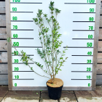 Vtáčí zob obyčajný (Ligustrum Vulgare) ´ATROVIRENS´ - výška 80-120 cm, kont. C3L